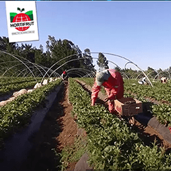Video AWS:  Hortifrut migra su sistema SAP a la nube